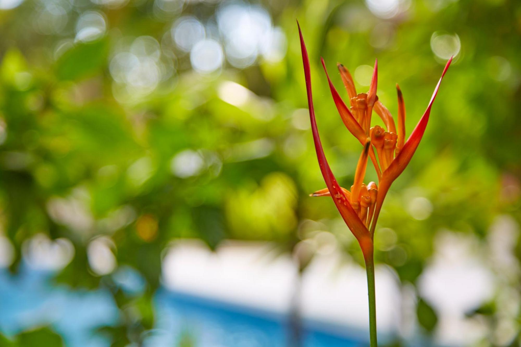 Living Hotel Nosara Εξωτερικό φωτογραφία