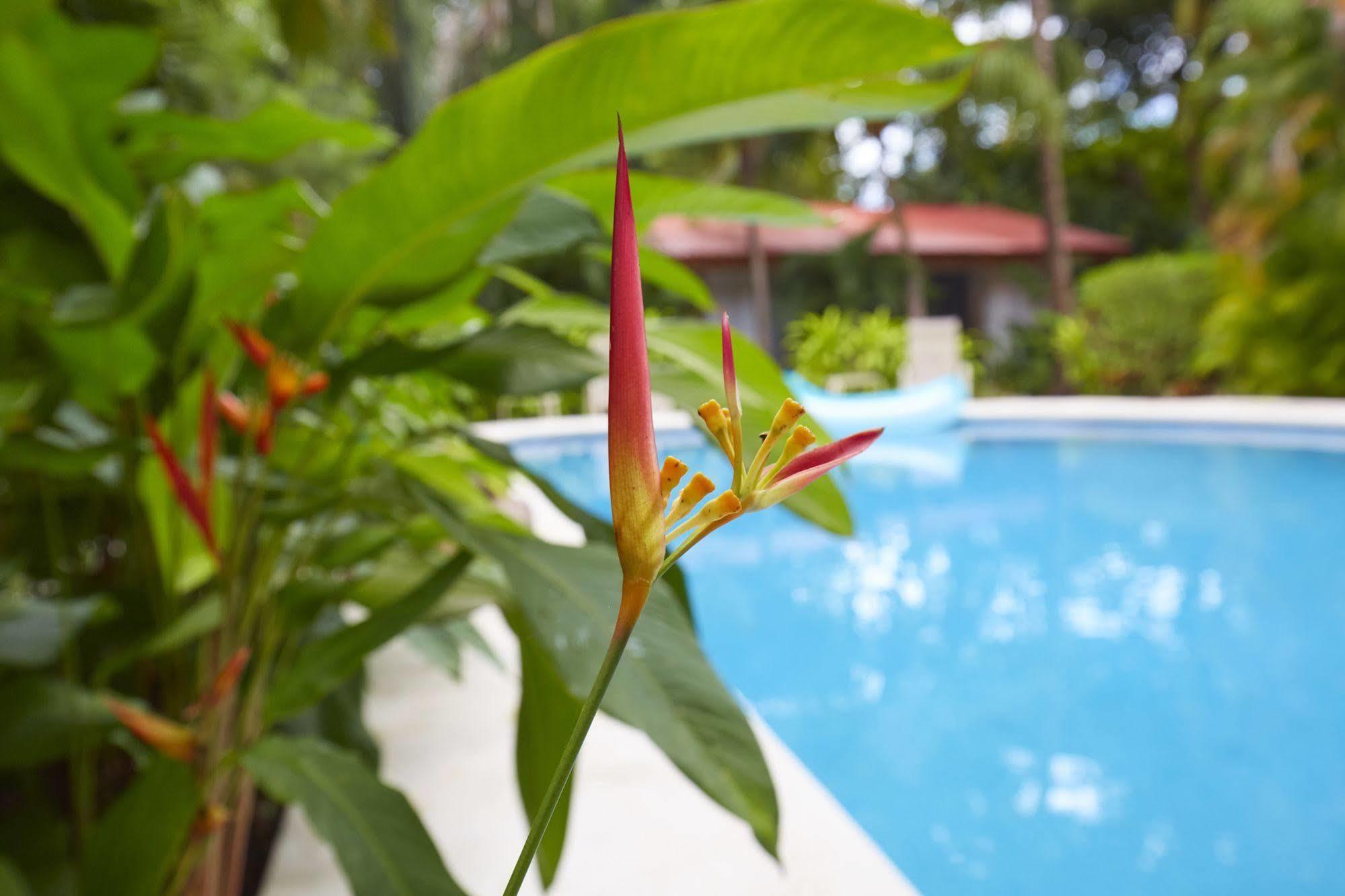 Living Hotel Nosara Εξωτερικό φωτογραφία